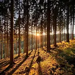 Bergart * Eslohe